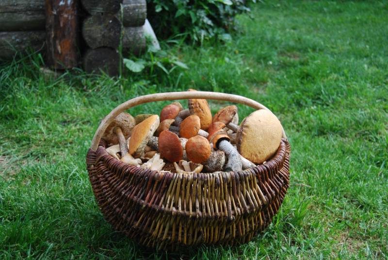 Корзина грибов